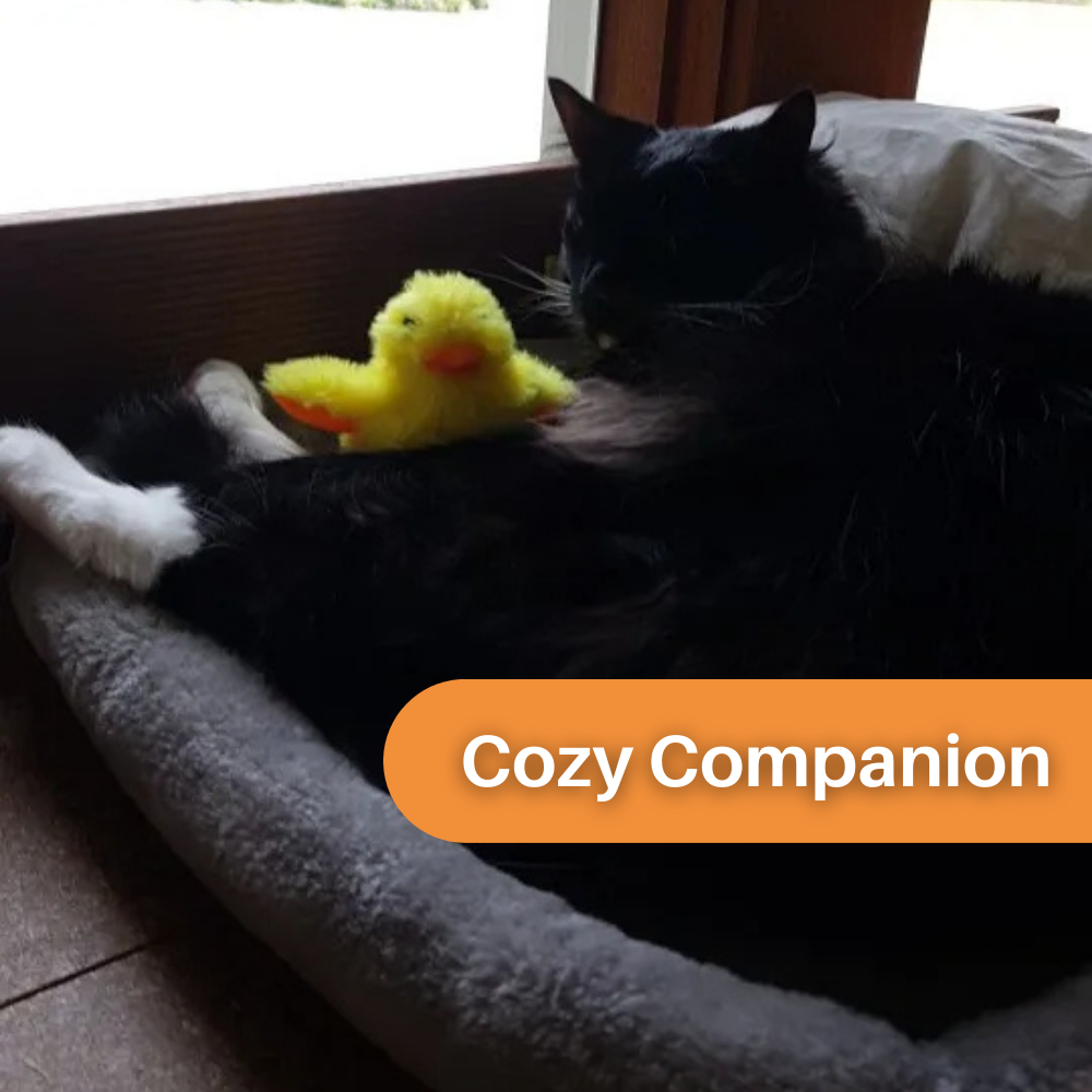 Flapping Duck Cat Toy – DuckDash (1+1 FREE)