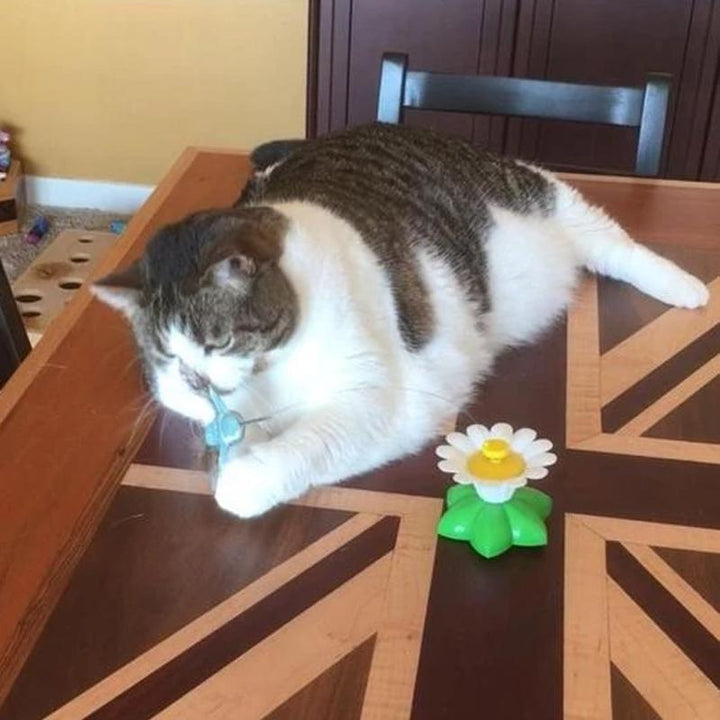 Sizes Interactive Cat Toy – Purrfect Play