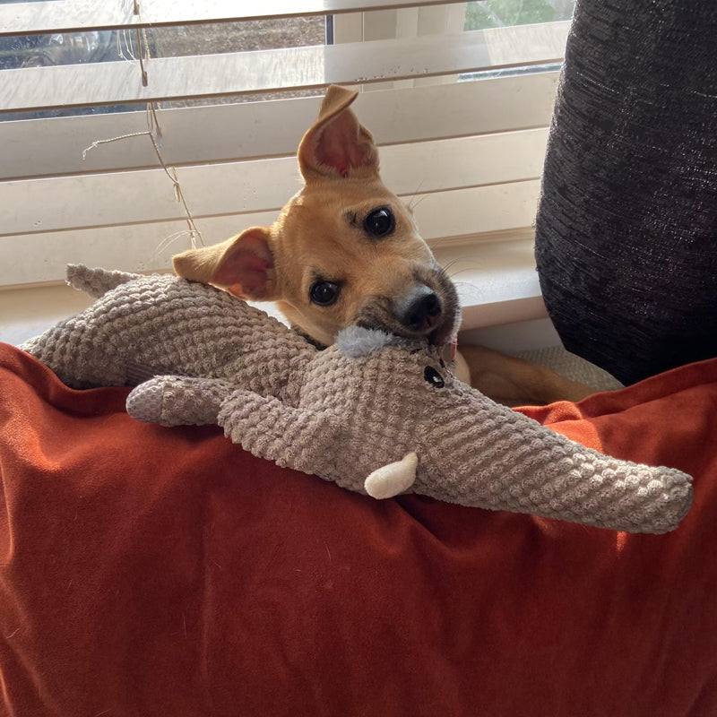 Juguete para perros extra resistente - Maximus