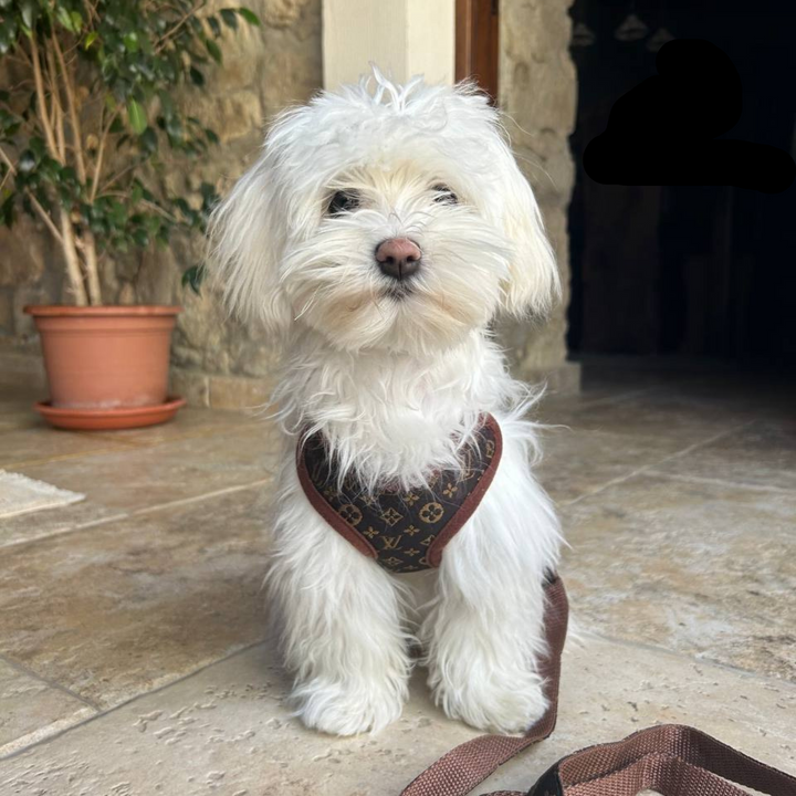 Arnés para perros y juego de correas – PawLuxe
