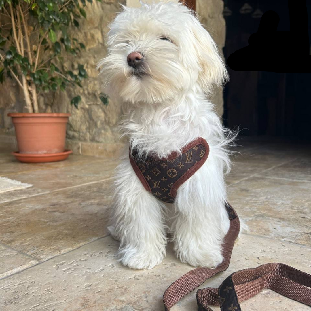Arnés para perros y juego de correas – PawLuxe