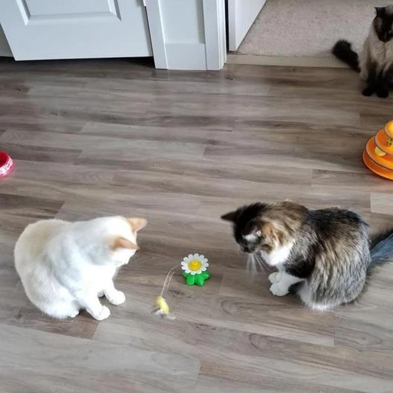 Sizes Interactive Cat Toy – Purrfect Play