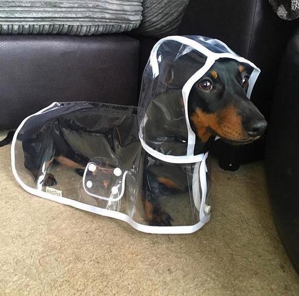 Chaqueta impermeable transparente para perros - DryPaw