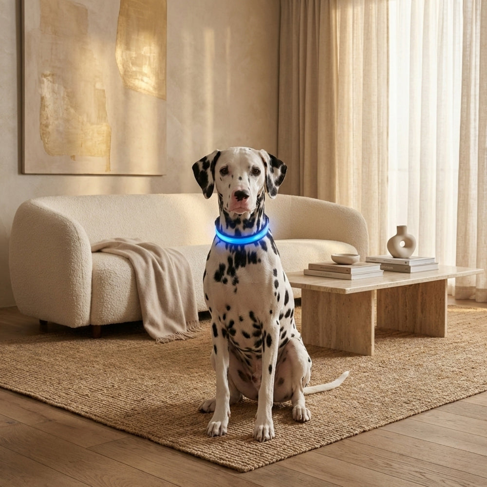 Sitzender Dalmatiner trägt das blau leuchtende Halsband in einem hellen Wohnzimmer mit Sofa und Couchtisch. 2