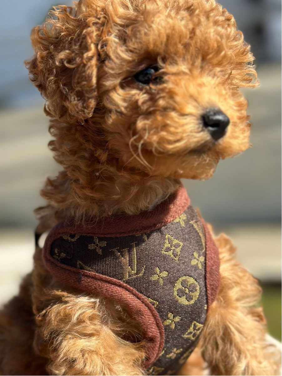 Arnés para perros y juego de correas – PawLuxe