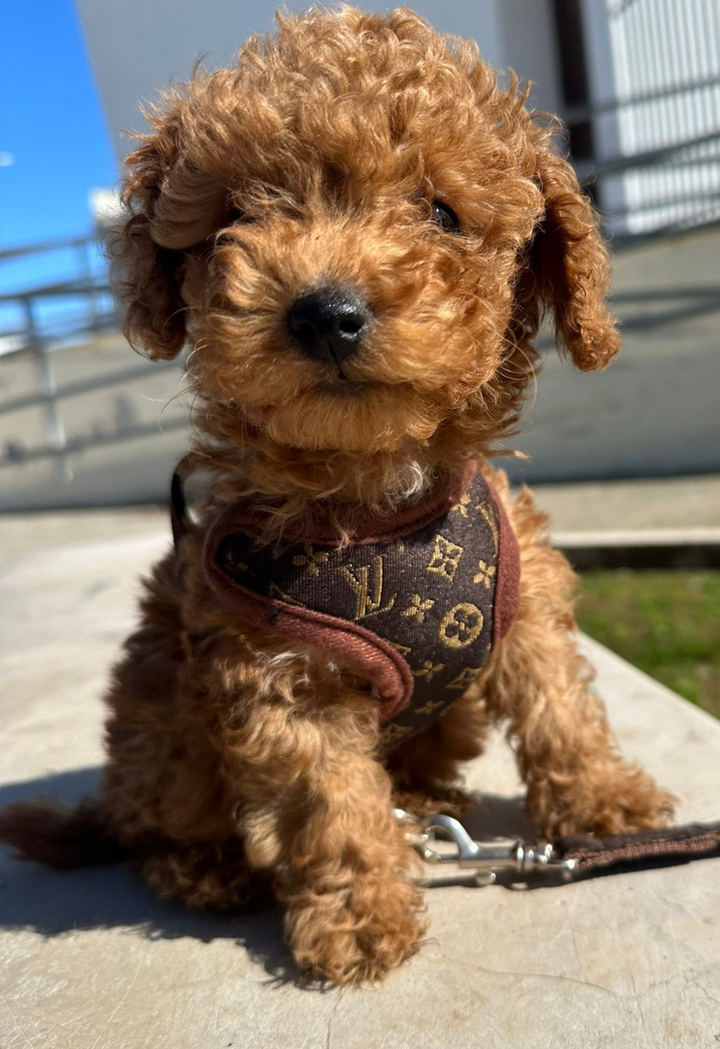 Arnés para perros y juego de correas – PawLuxe