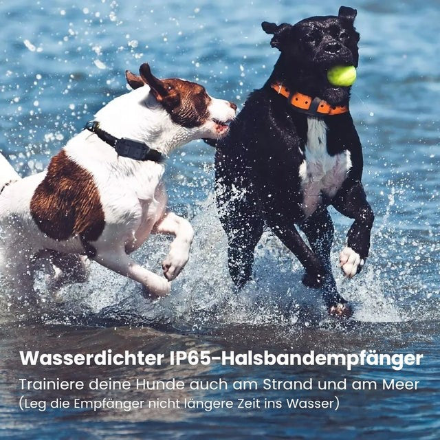 Zwei nasse Hunde mit Halsband spielen im flachen Wasser am Strand, einer trägt einen Ball im Maul 2