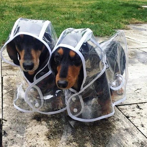 Chaqueta impermeable transparente para perros - DryPaw