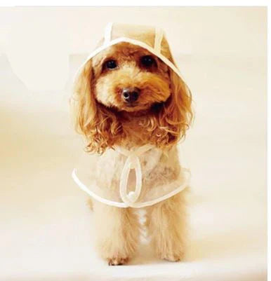 Chaqueta impermeable transparente para perros - DryPaw