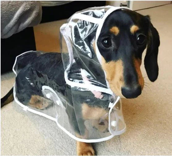 Chaqueta impermeable transparente para perros - DryPaw