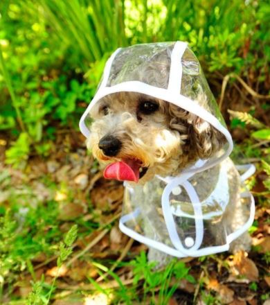 Chaqueta impermeable transparente para perros - DryPaw