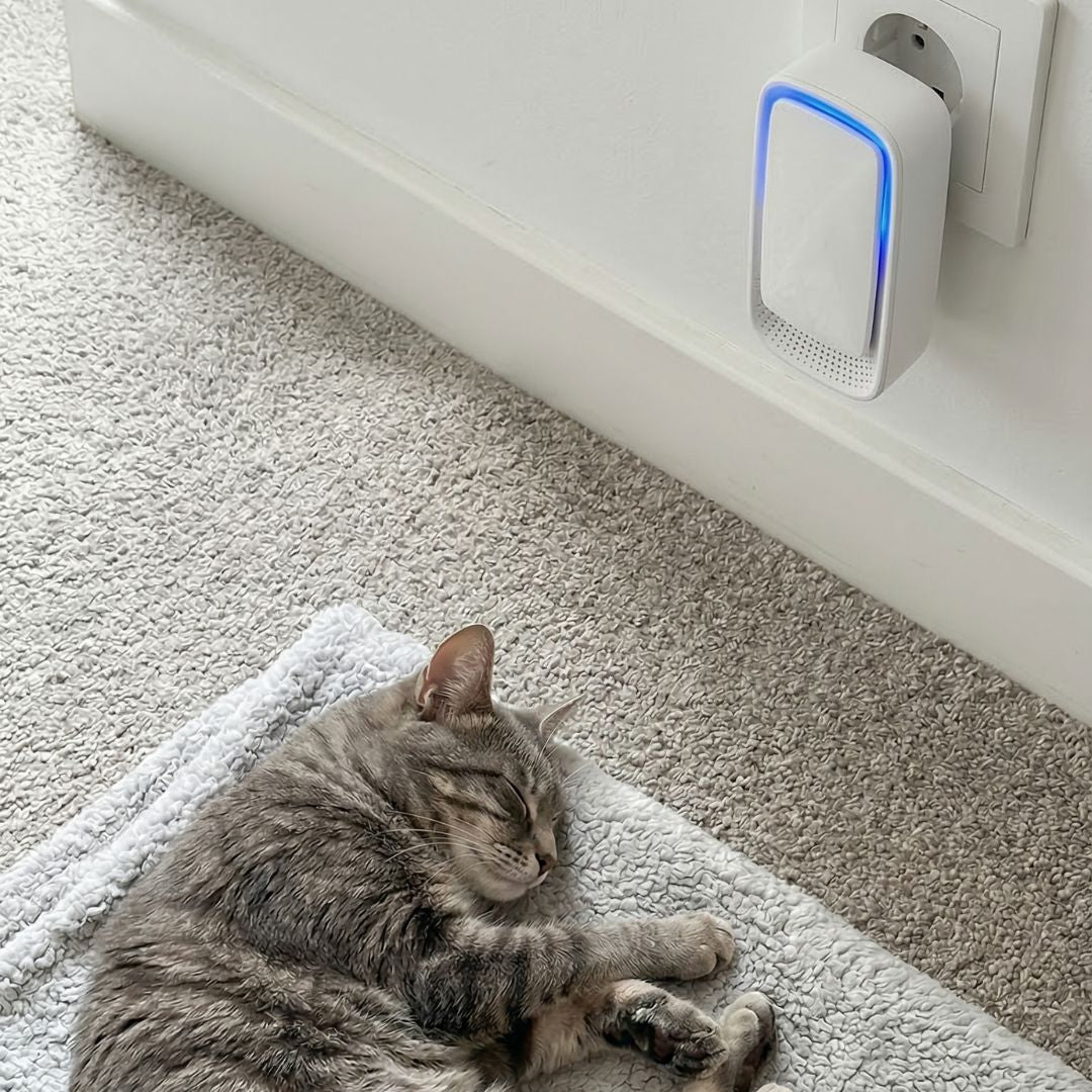 Eingestecktes Gerät mit blauem Leuchtstreifen an der Wand, darunter schläft eine getigerte Katze auf einer Decke 4
