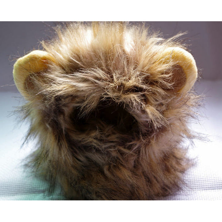 Lion's Mane for Your Cat – LionPaws