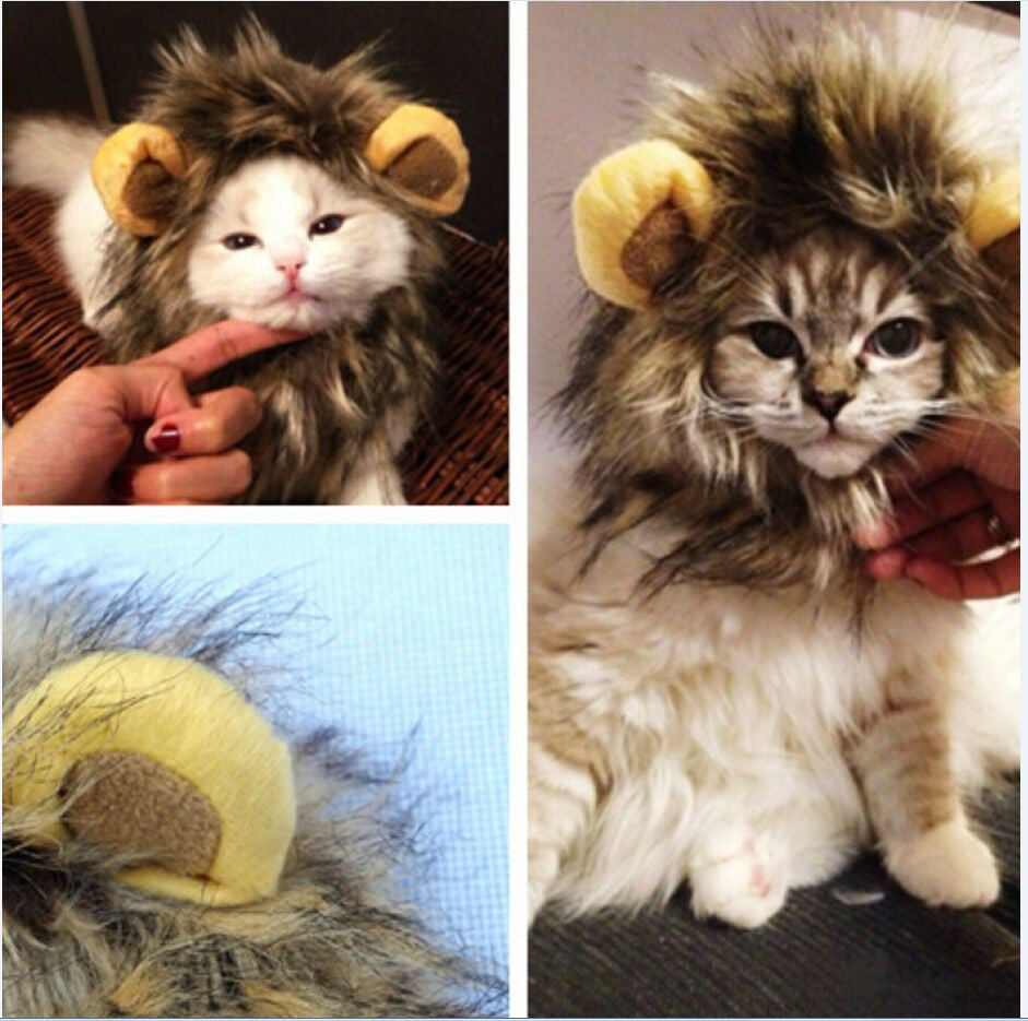 Lion's Mane for Your Cat – LionPaws