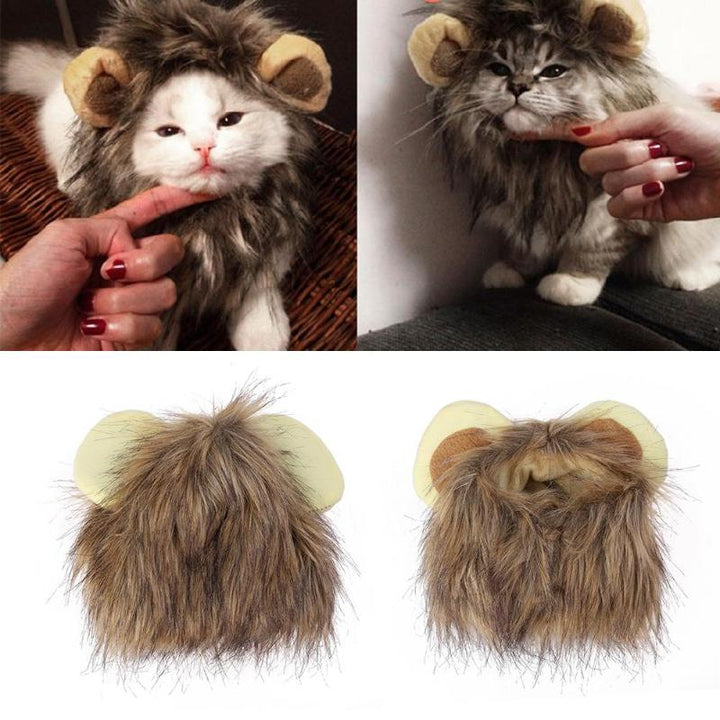 Lion's Mane for Your Cat – LionPaws